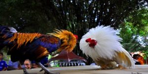 Đá gà cựa sắt 8kbet